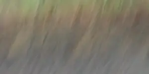 Pat 01 Gra s in de mist